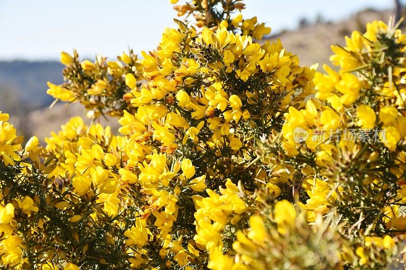 金雀花(Ulex europaeus)